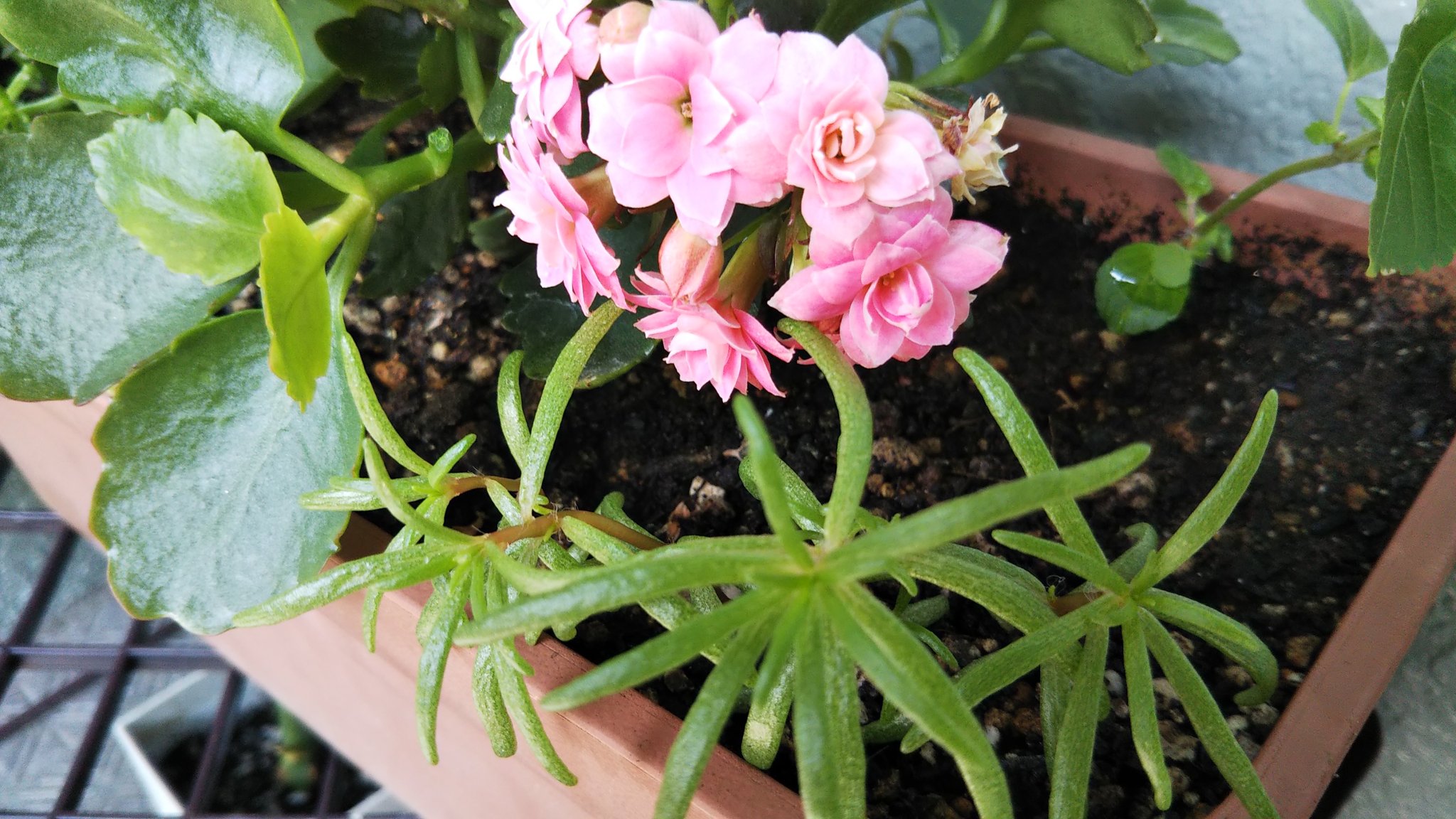 Miyuki على تويتر おはようございます カランコエ 挿し木 できるらしいので増やしてみようか 脇に芽が出てた ツメキリソウ 成長してきたね 植物 花のある暮らし ナチュラル 熱中 育てる T Co Ulseufwd9u تويتر