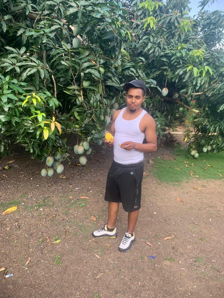 StanlyHector's tweet image. Los verdaderos mangos de República Dominicana 😋🥭 #LLN🕊