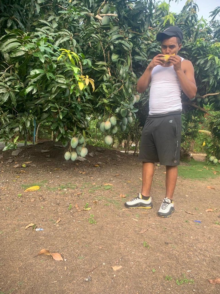 StanlyHector's tweet image. Los verdaderos mangos de República Dominicana 😋🥭 #LLN🕊