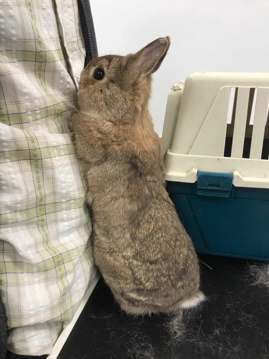 futurebunnies's tweet photo. Save me from the bad vet who pokes needles in me, human! - Meeple https://t.co/oT6eYfhRpR