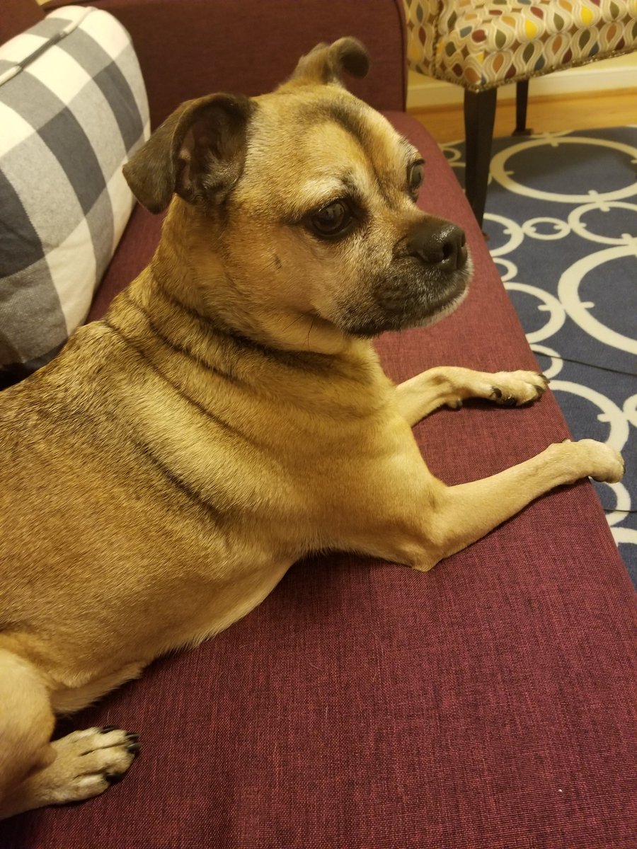 TrigThePup's tweet photo. @BCDreyer I am 58 (approx.) in dog years, and I too appreciate a sly and delicate front leg smoosh. https://t.co/Cjl53iE3yY