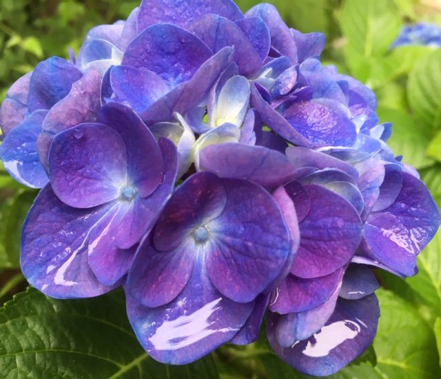 つぶやき短歌 64k 紫陽花は女性の花で夏至の花 季重なり 紫陽花を使った女性特有の病気 下半身の病気 の おまじない 夏至にトイレに吊るすといいみたいです 期間は一年間 ドライフラワーとして Kigo Jhaiku 17 Ch 紫陽花 夏至 つぶやき短歌 64k 紫陽花は女性の花で夏至の花 季重なり 紫陽花を使った女性特有の病気 下半身の病気 の おまじない 夏至にトイレに吊るすといいみたいです 期間は一年間 ドライフラワーとして Kigo Jhaiku 17 Ch 紫陽花 夏至