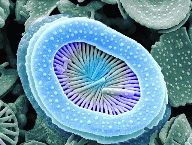 astervolta's tweet photo. Diatom - Mag:18000x by4x5inch - #sem #danielmathys #scanningelectronmicroscopy #closeup #microscopy #wow #cool #macrophotography #nanoworld #thermofisher #science #research #nilab #phytoplankton #nilabbasel #biozentrum #sni #diatom #sealife #blackandwhitephotography #macroworld # https://t.co/t8vbHxuPLN