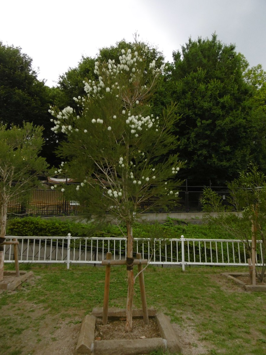 多摩動物公園 公式 カンガルー広場ではメラレウカの仲間 メディカルティーツリーの花が見ごろをむかえています 白いふわふわとした花が涼しげですよ T Co Kazx0tekoc Twitter