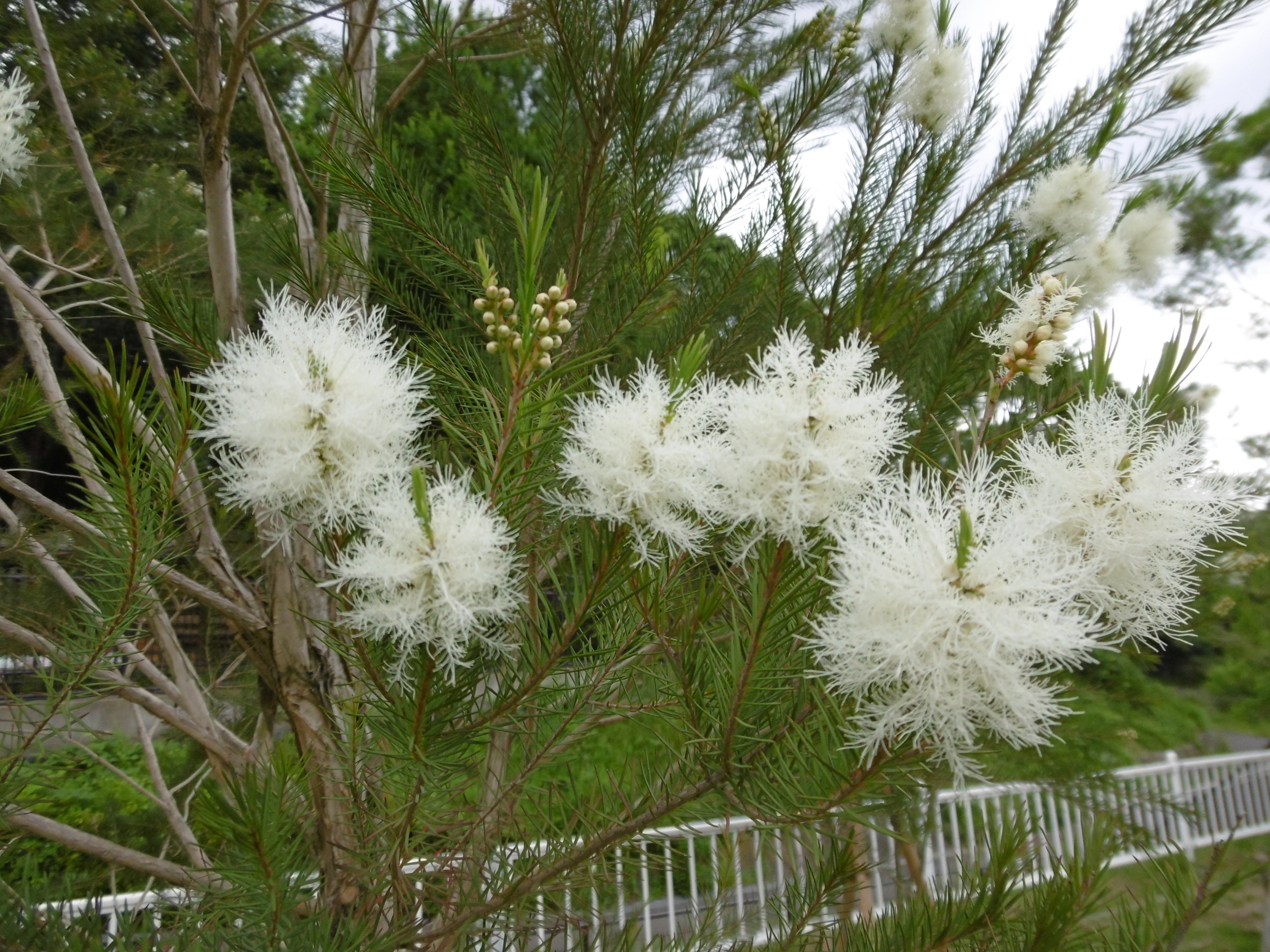 Twitter 上的 多摩動物公園 公式 カンガルー広場ではメラレウカの仲間 メディカルティーツリーの花が見ごろをむかえています 白いふわふわとした 花が涼しげですよ T Co Kazx0tekoc Twitter