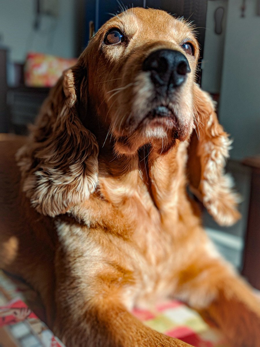 PhoebesFarm's tweet photo. chin up.

#seva #sevathedog #spanielgirl #cockerspanielcuties #petdog #mygirl #petfarm #cockerspaniels #phoebesfarm #dogfarm #petfarm  #cockerspaniellovers #animalfarm   #lovepets #petresort #dogresort  #petfriendly #pettingfarm #dogfriendly #dogsoftheworld #petsoftheworld https://t.co/L4BzdNvqq1