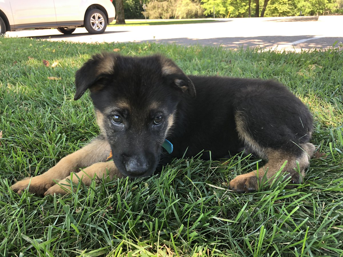 ChiefTuckyGSD's tweet photo. Arf! Woof! Woof!
Translation:
“My name is Chief Tucky Wynn, I am a German Shepherd that has just arrived at my forever home. Join me on my journey as I grow and learn new things while seeing new places! #puppy #puppylove #GermanShepherd https://t.co/6qI4kytjL4