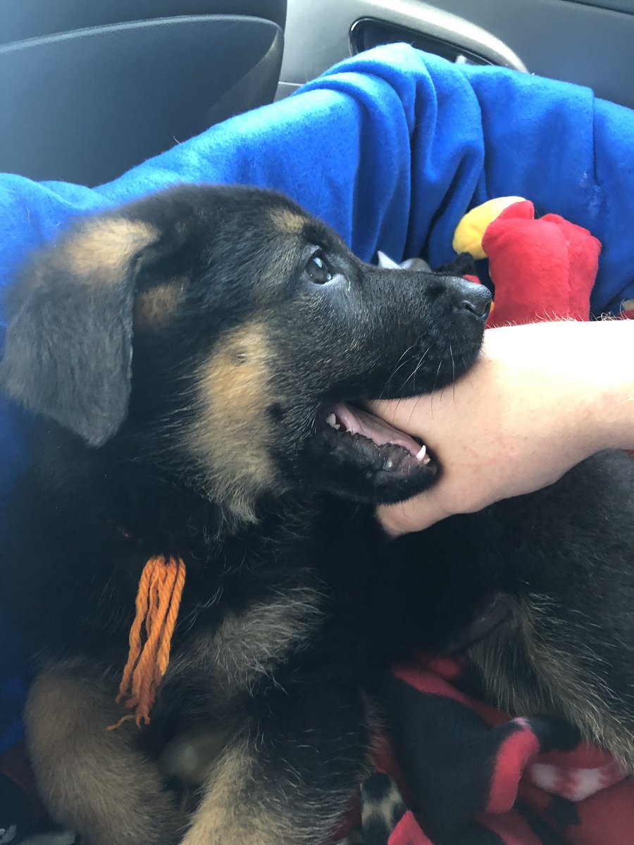 ChiefTuckyGSD's tweet photo. Arf! Woof! Woof!
Translation:
“My name is Chief Tucky Wynn, I am a German Shepherd that has just arrived at my forever home. Join me on my journey as I grow and learn new things while seeing new places! #puppy #puppylove #GermanShepherd https://t.co/6qI4kytjL4