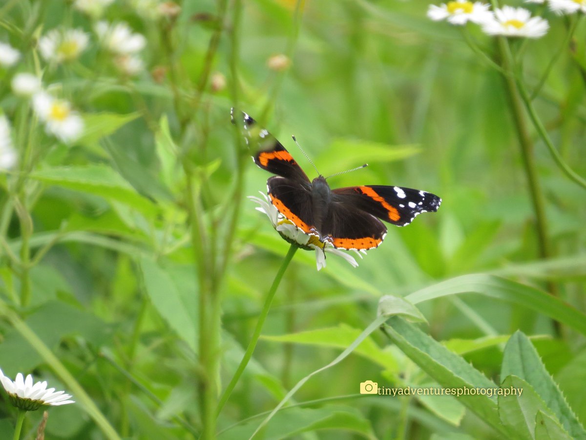 amylestoye's tweet photo. Red Admiral #butterfly #PollinatorWeek2019

https://t.co/omkBf5vrQl https://t.co/zzASv2aCiq