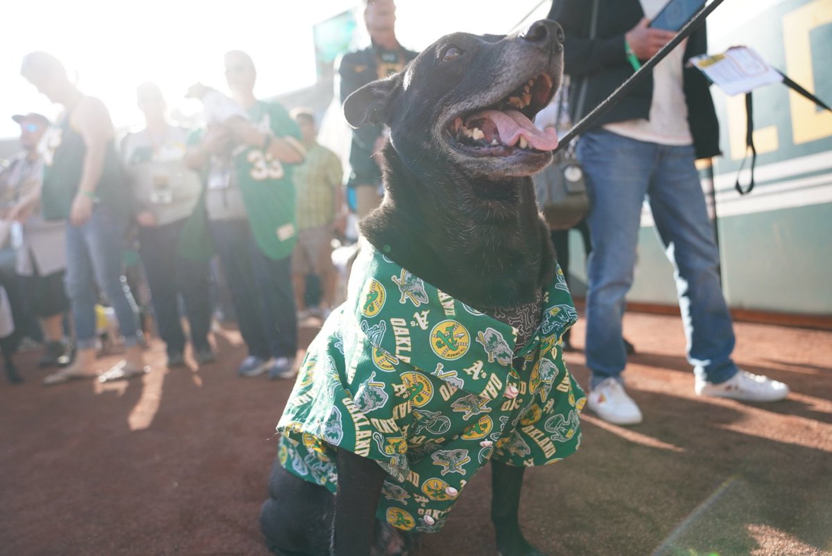 Cut4's tweet photo. We got hella dogs in Oakland. https://t.co/GmxJEpTsPy
