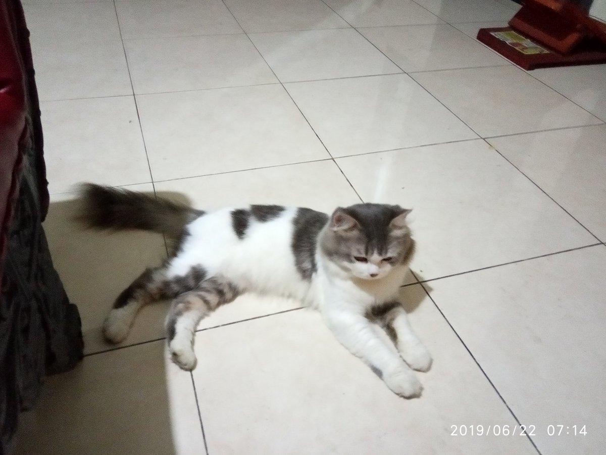 IngeeNovi's tweet photo. Bolu nonton TV .... https://t.co/VFHfs7tiKk