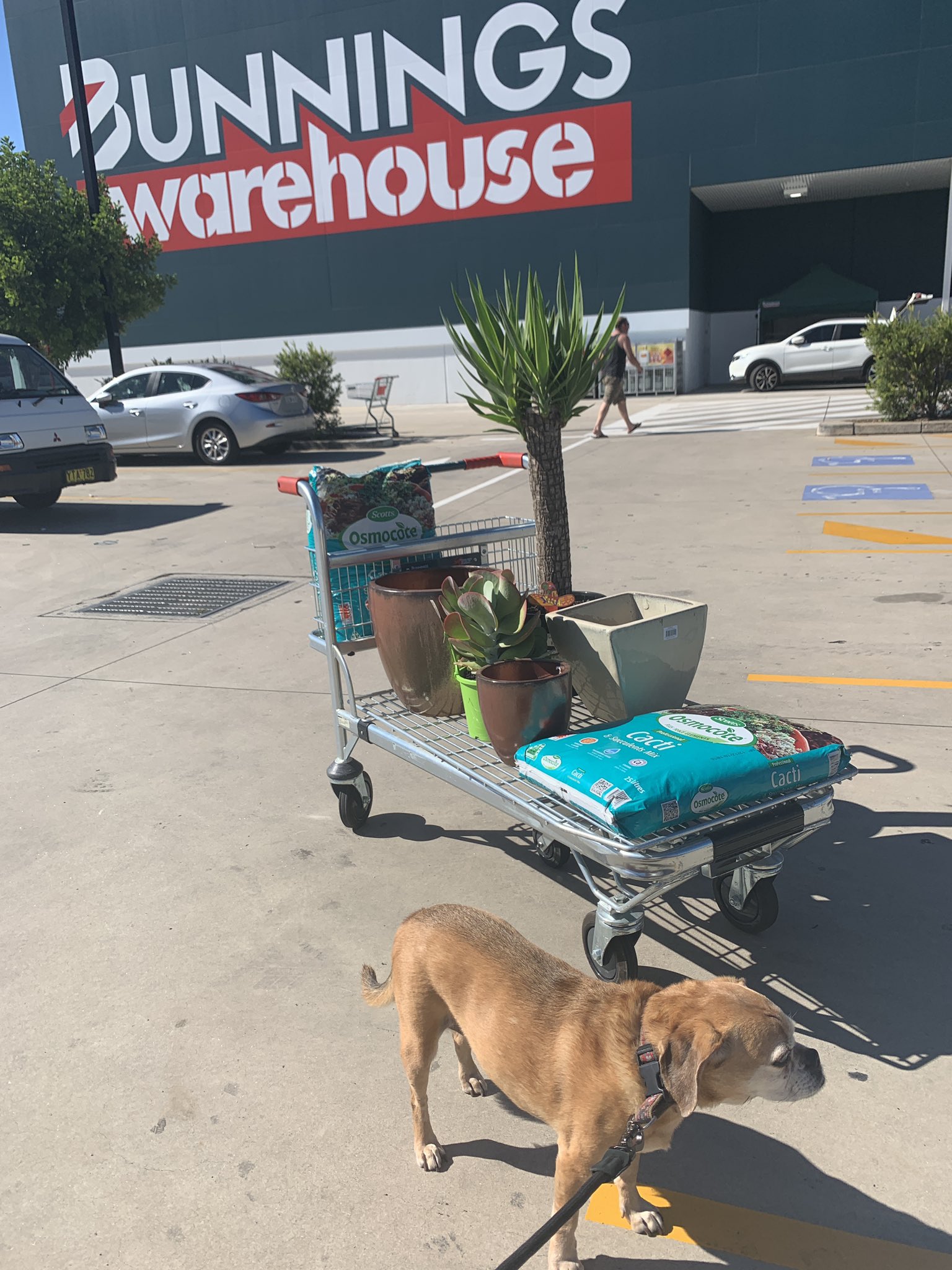 dog leash bunnings