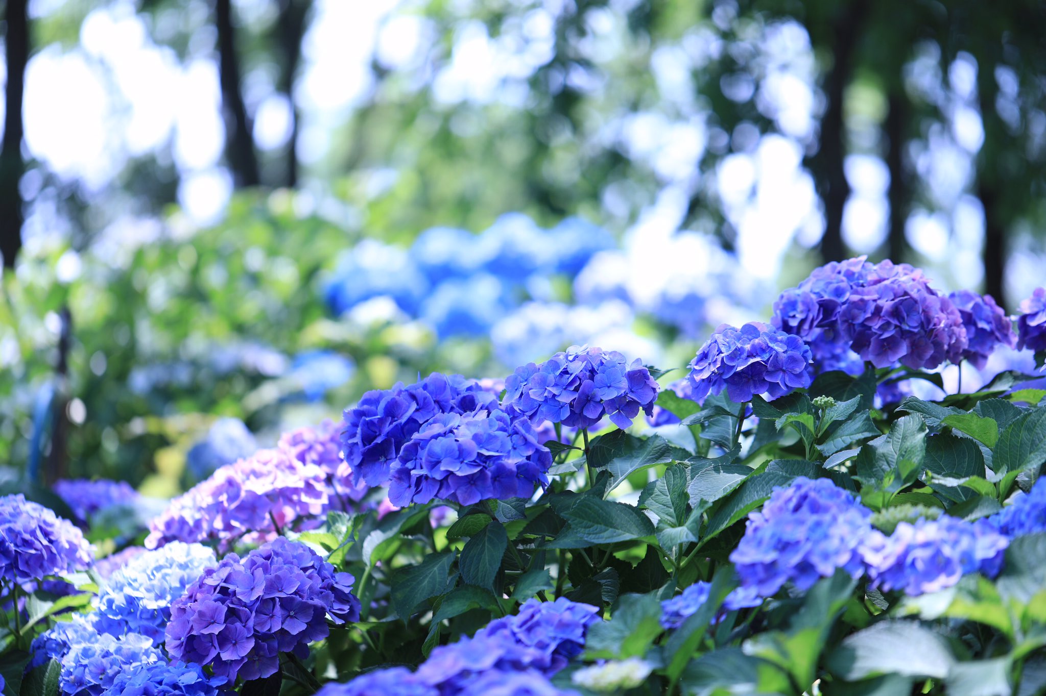 まっきい まだ梅雨入りしませんが 紫陽花はきれいに咲いていますね もりやま芦刈園にて 紫陽花 あじさい アジサイ Hydrangea 滋賀県守山市 守山市 もりやま芦刈園 T Co Sagnjntmby Twitter