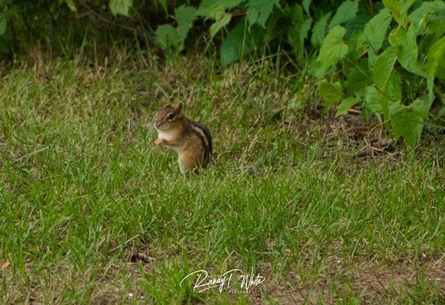randydwhite's tweet image. I think that he may have noticed that I was standing a bit too close to him
.
.
.
.
#chipmunk #onalert #wildlife #wildlifephotography #michigan #puremichigan #randydwhite bit.ly/2KwCbiV