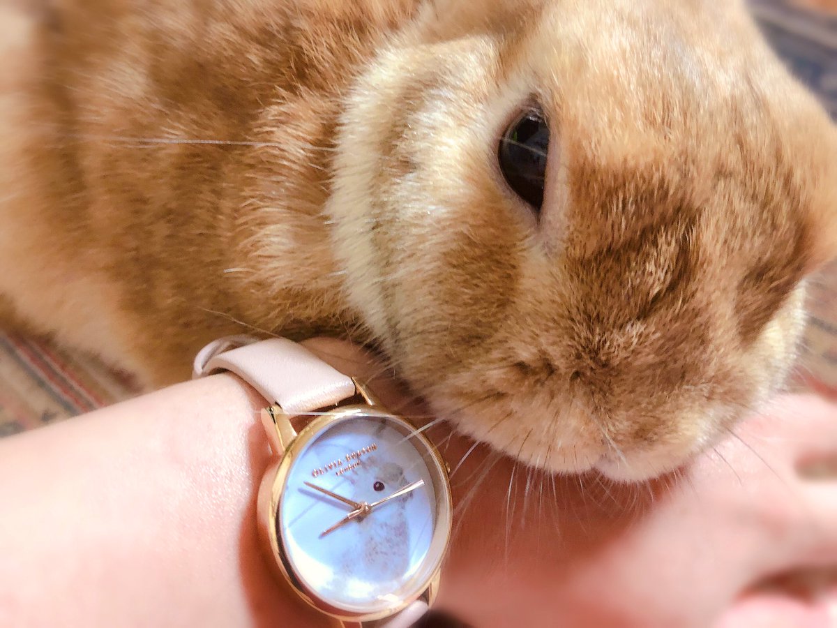 うさぎのラン ㅅ かわいい腕時計買ったの って ランに見せたら なでなでして ってあご乗せられた W うさぎ ラン Oliviaburton オリビアバートン うさぎのラン ㅅ かわいい腕時計買ったの って ランに見せたら なでなでして ってあご乗せられた W うさぎ ラン Oliviaburton オリビアバートン