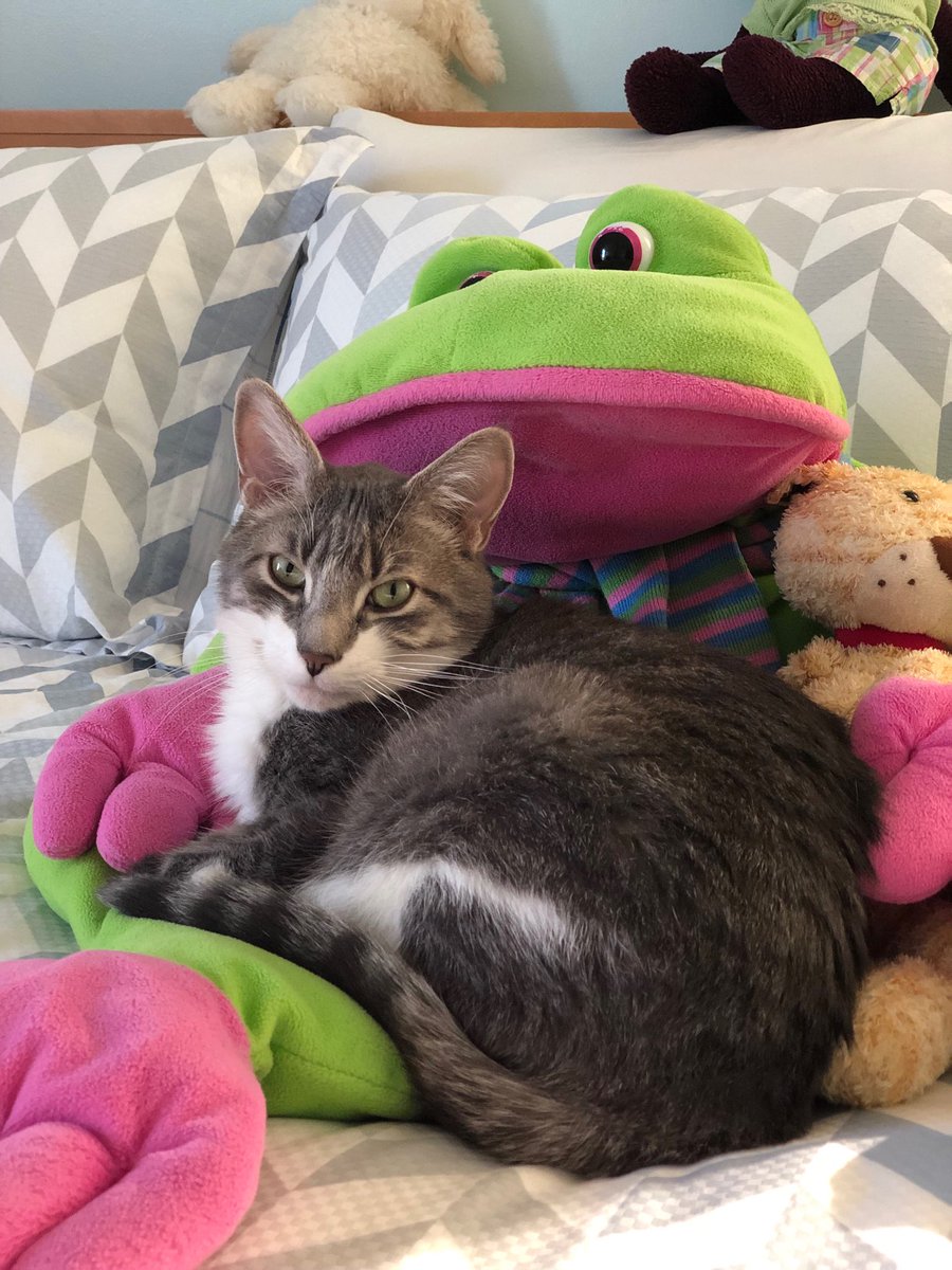 Oatuling's tweet image. ⁦@marshallsheldon⁩ Waldo the cat