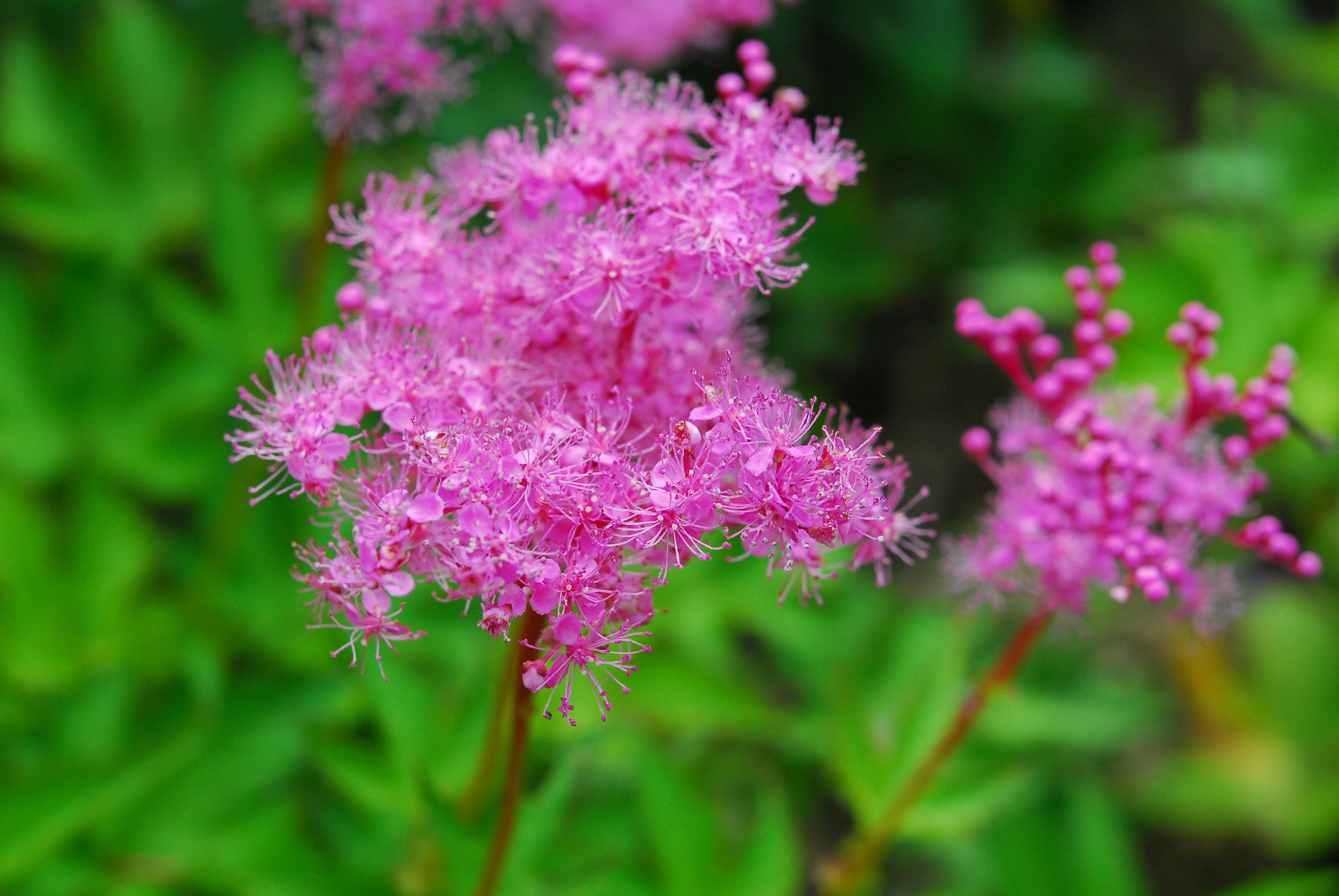 O Xrhsths 六甲高山植物園 冬季休園中 Sto Twitter ロックガーデン横の白山お花畑コーナーにやってきました 現在シモツケソウや シナノナデシコ ハクサンフウロ ハナチダケサシなどなど白山に咲いている花々が六甲山にも咲いています あぁ夏山に行きたいなぁ