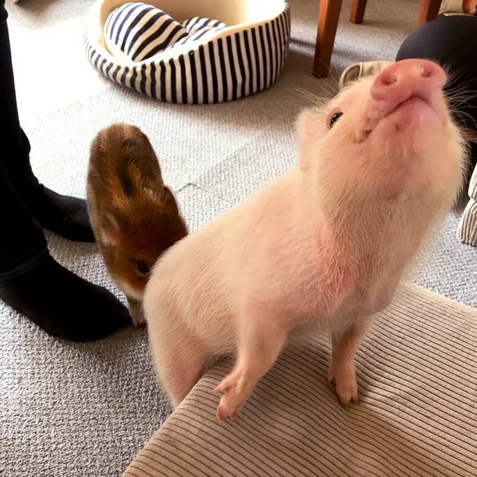 マイクロブタ触って来た🐖💗💗
ぷぎぷぎ可愛かった～🐖
4枚目の、店員さんの小脇に顔突っ込んで拗ねてるの可愛かった🌟 
