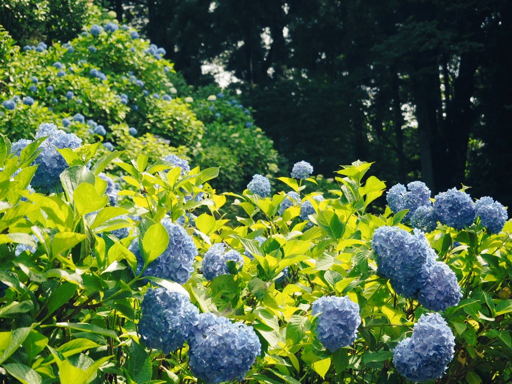 護摩堂山の紫陽花。見ごろはもう少しかな。