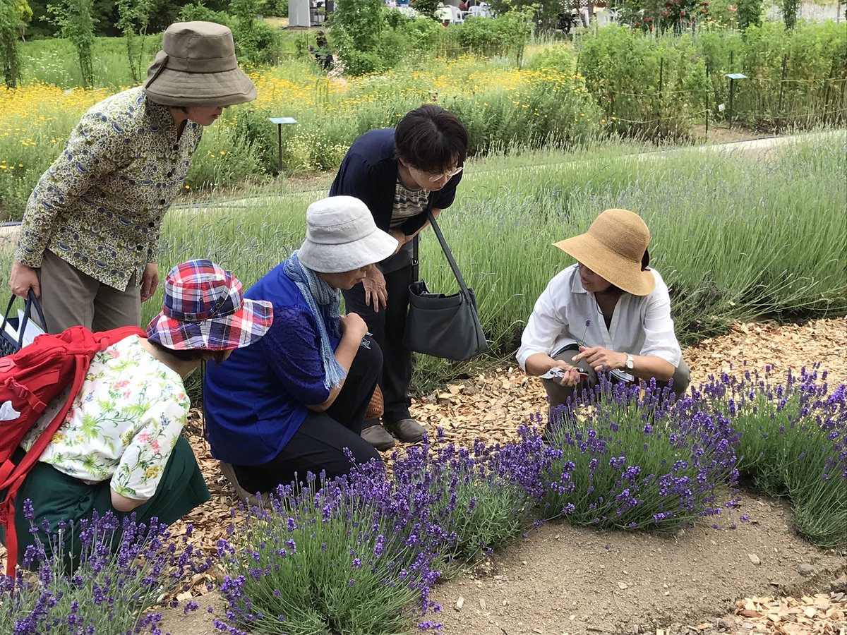 川西町観光協会 山形県の南側 ラベンダー や フェンネル も ハーブティー にします 只今ハーブティーの作り方を学ぶワークショップ開催中 ハーブガーデンフェア 川西ハーブ園