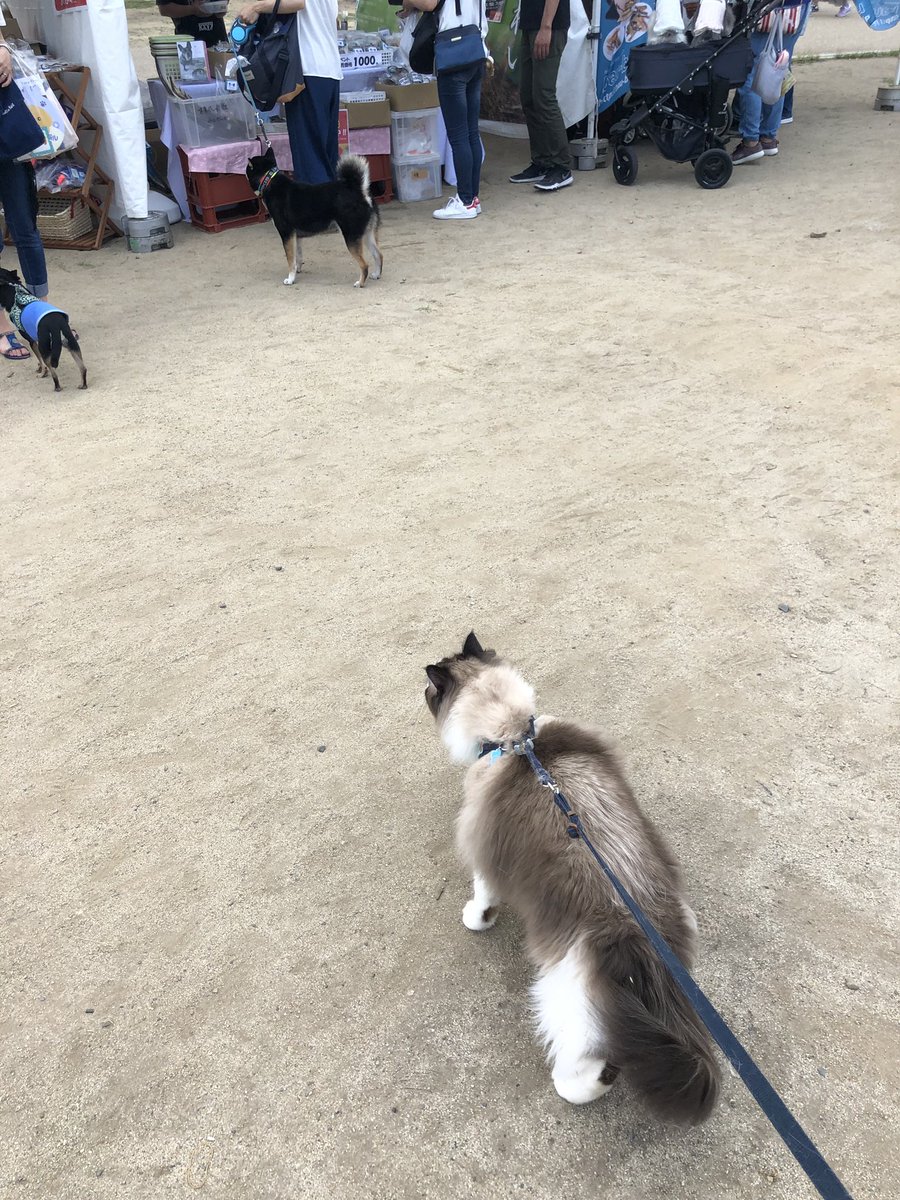 わんにゃブル