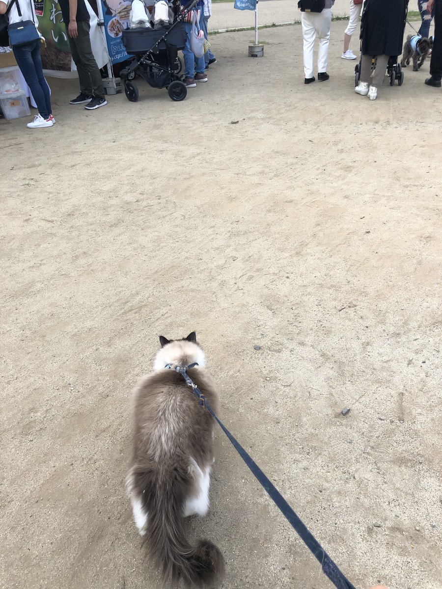 わんにゃブル