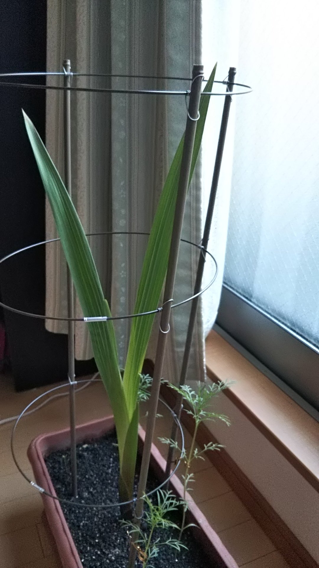 押し花雑貨 Nago グラジオラス は支柱の意味が無くなるほど伸びています 笑 もうそろそろ花芽が出てきそうかな T Co Vawfxjlqcw Twitter