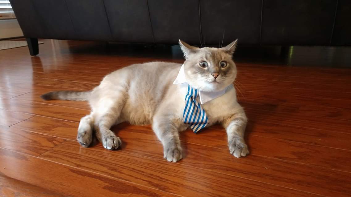 || me coming back to Twitter rp bc insta intimidates me, and Facebook was toxic as hell, and I still don't understand MeWe or Amino