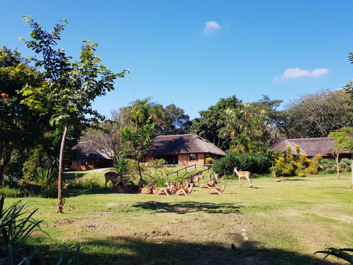 KPLodge's tweet image. Did you know? The name ‘Impala’ come from the Zulu language meaning ‘gazelle’. #LegacyHotels