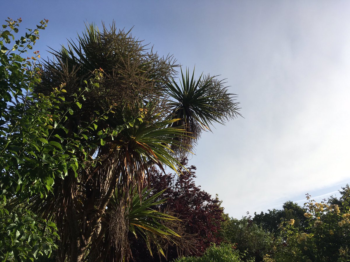 It’s here, and the sun is shining - Come on ‘Common Have A Go’  2019 #sunnyday #commonhaveago #family #fun #community