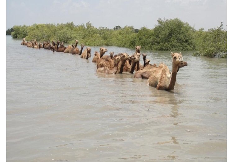 InfoGujarat's tweet photo. The Kharai is a unique breed of camel found only in Kutch, which feeds on mangroves. These camels are unique Because they have the special ability to survive on both, dry land and in the sea. They swim in seawater and feed on saline plants and mangroves #WorldCamelDay https://t.co/sYpFUfTFOr