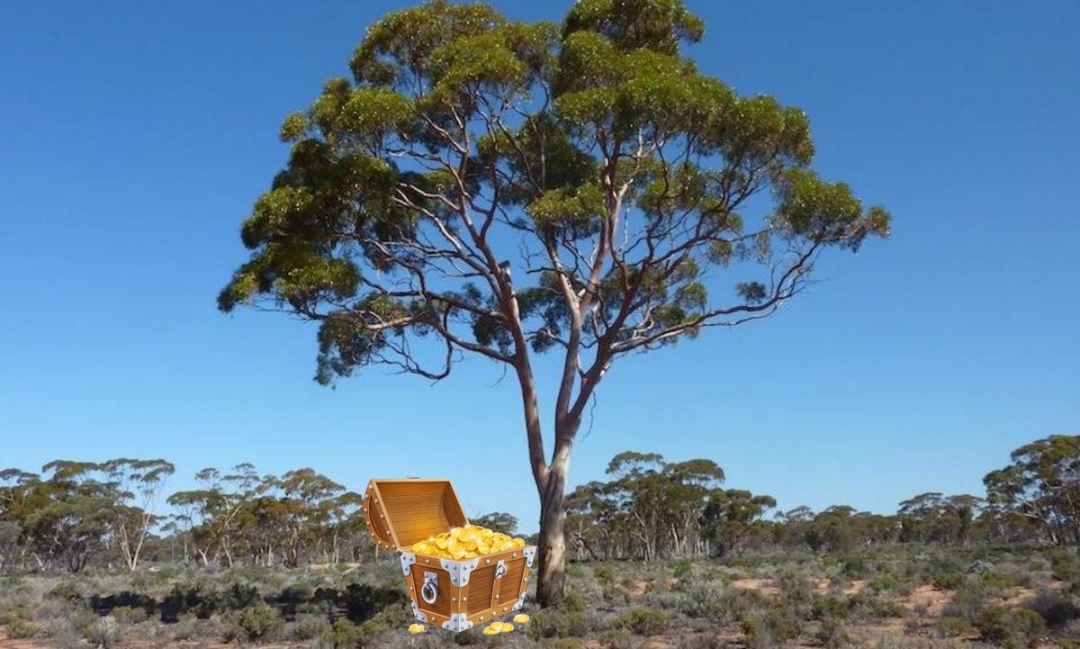 tuCpakoa's tweet photo. Des chercheurs australiens ont constaté que les feuilles d'eucalyptus emmagasinent l'or !
Si ~20 feuilles de ces arbres révèlent en elles une présence d'or (microscopique), il y a de fortes chances qu'un gisement soit au dessous.

https://t.co/oE0ZITFzDN https://t.co/Pmw70trjUv