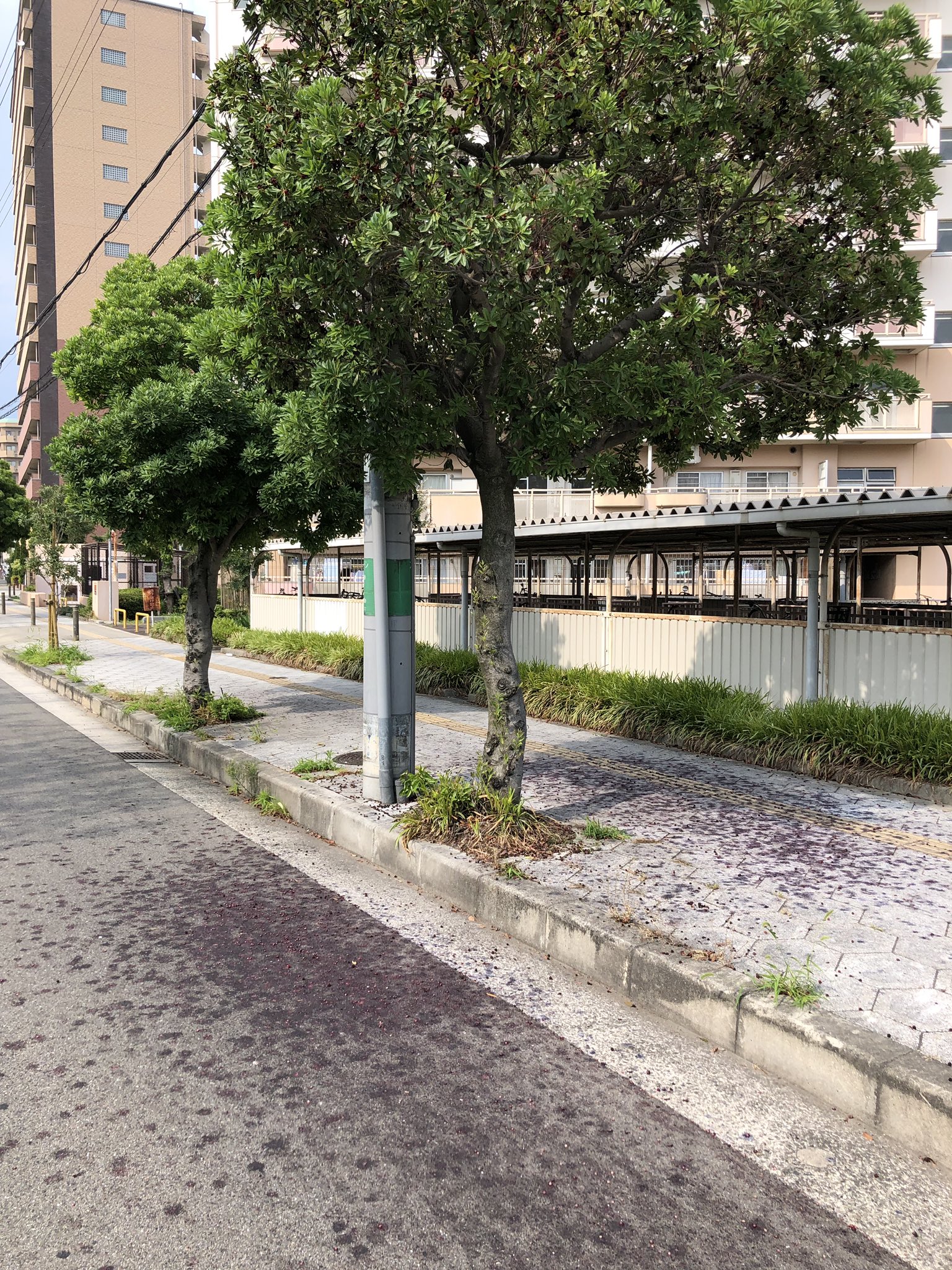 Kog こうじ このニセブルーベリーみたいな木の実めちゃくちゃ道路汚くなる T Co Ua3dno4toe Twitter