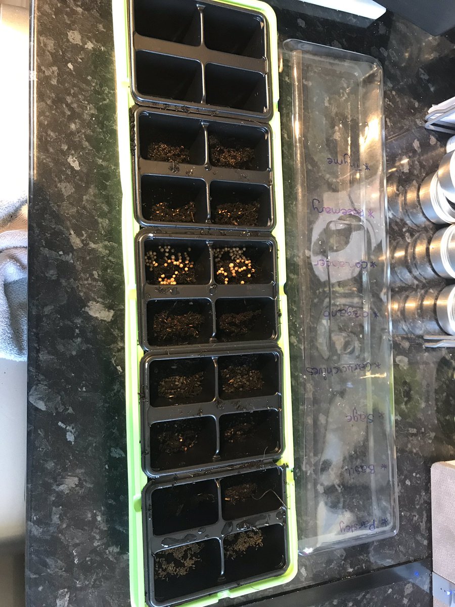 Planting my herbs finally !!!