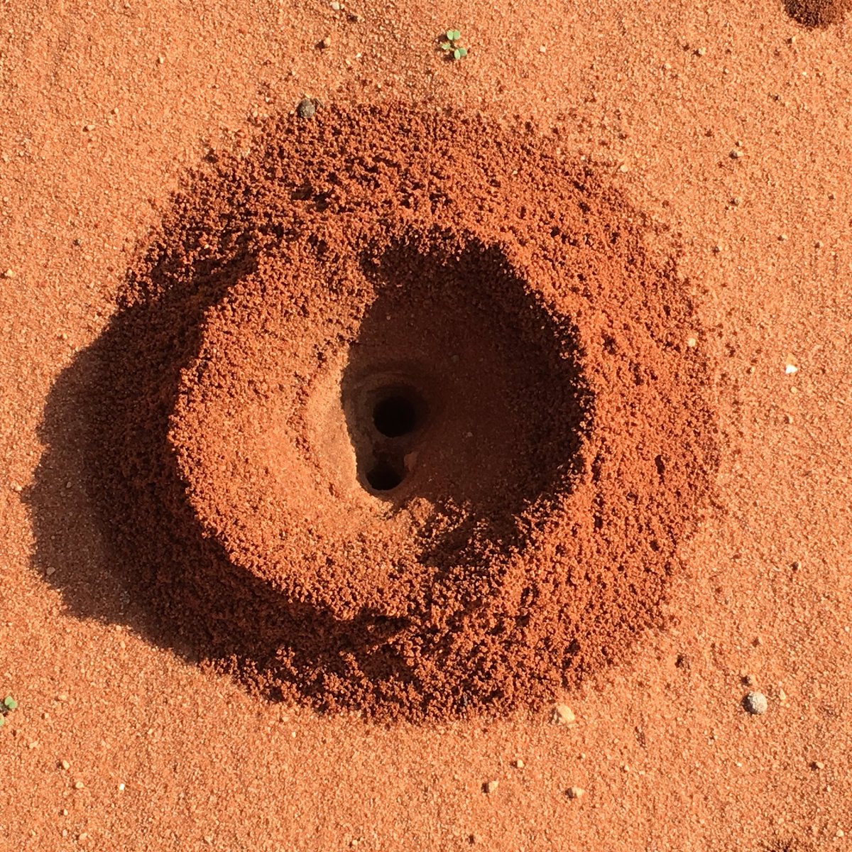 equineocean's tweet photo. Now you see me now you don’t! Pics from the road to Peron Homestead here in Gutharraguda, #SharkBay, Malgana country 

#OutbackWA #MidwestWA #echidna #WildOz #westernaustralia https://t.co/d62P3TaCa3