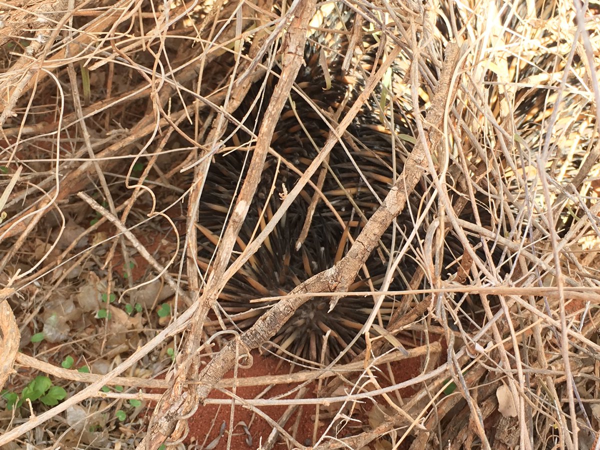 equineocean's tweet photo. Now you see me now you don’t! Pics from the road to Peron Homestead here in Gutharraguda, #SharkBay, Malgana country 

#OutbackWA #MidwestWA #echidna #WildOz #westernaustralia https://t.co/d62P3TaCa3
