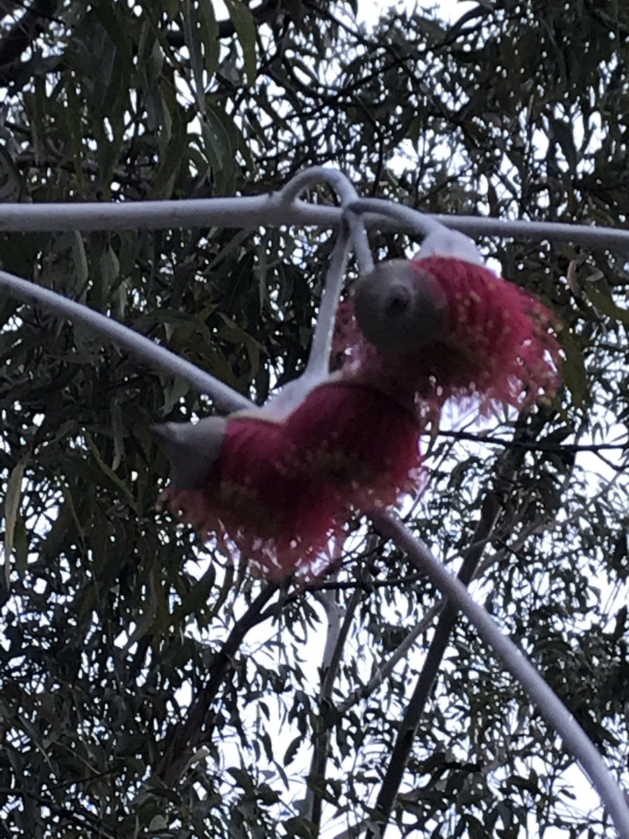 pettitt_phil's tweet photo. There she goes #eucbeaut #eucalyptus #gunguru https://t.co/ktmP3XPyTs