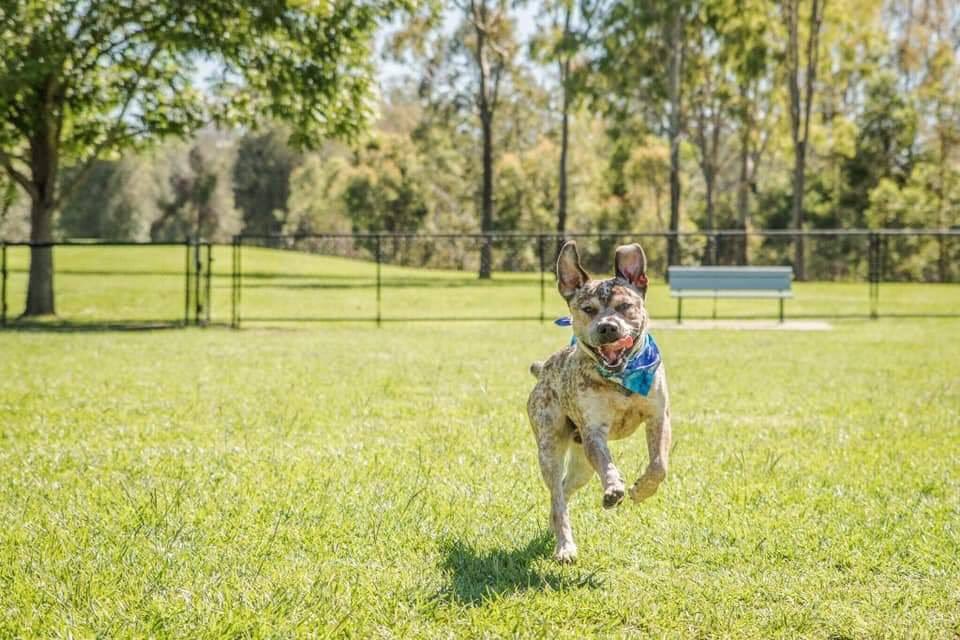 Dave has been adopted
Dave celebrated his 1st birthday with our rescue. We invited 8 dogs to attend the park to celebrate with cake and a photo shoot our special boy Dave is now in his new home. 
Dave spent seven months in care learning how to be loved.