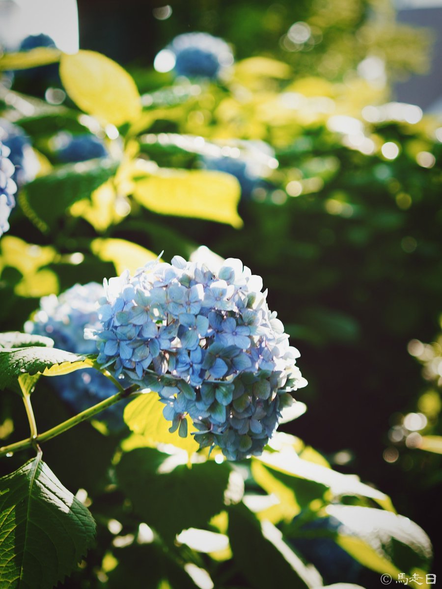 馬走日on Twitter 御池通的紫阳花 因为逆光 左图有镜头眩光 右图用手挡了下阳光 但是觉得有眩光也挺好的 京都街角 馬走日on Twitter 御池通的紫阳花 因为逆光 左图有镜头眩光 右图用手挡了下阳光 但是觉得有眩光也挺好的 京都街角