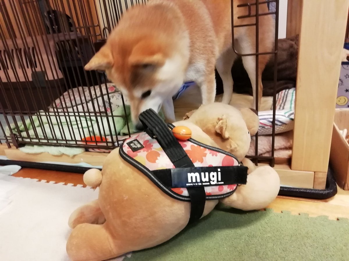 柴犬ムギ Runa やっと届いた ユリウスk9ハーネスのお名前ラベル ムギのお誕生日前に注文してたのです モデルさんは ハーネス拒否するのでクマさんに代役を T Co Hw4z77jp3q Dogplanet ユリウスk9 お名前ラベル T Co Ax4ghulsoz