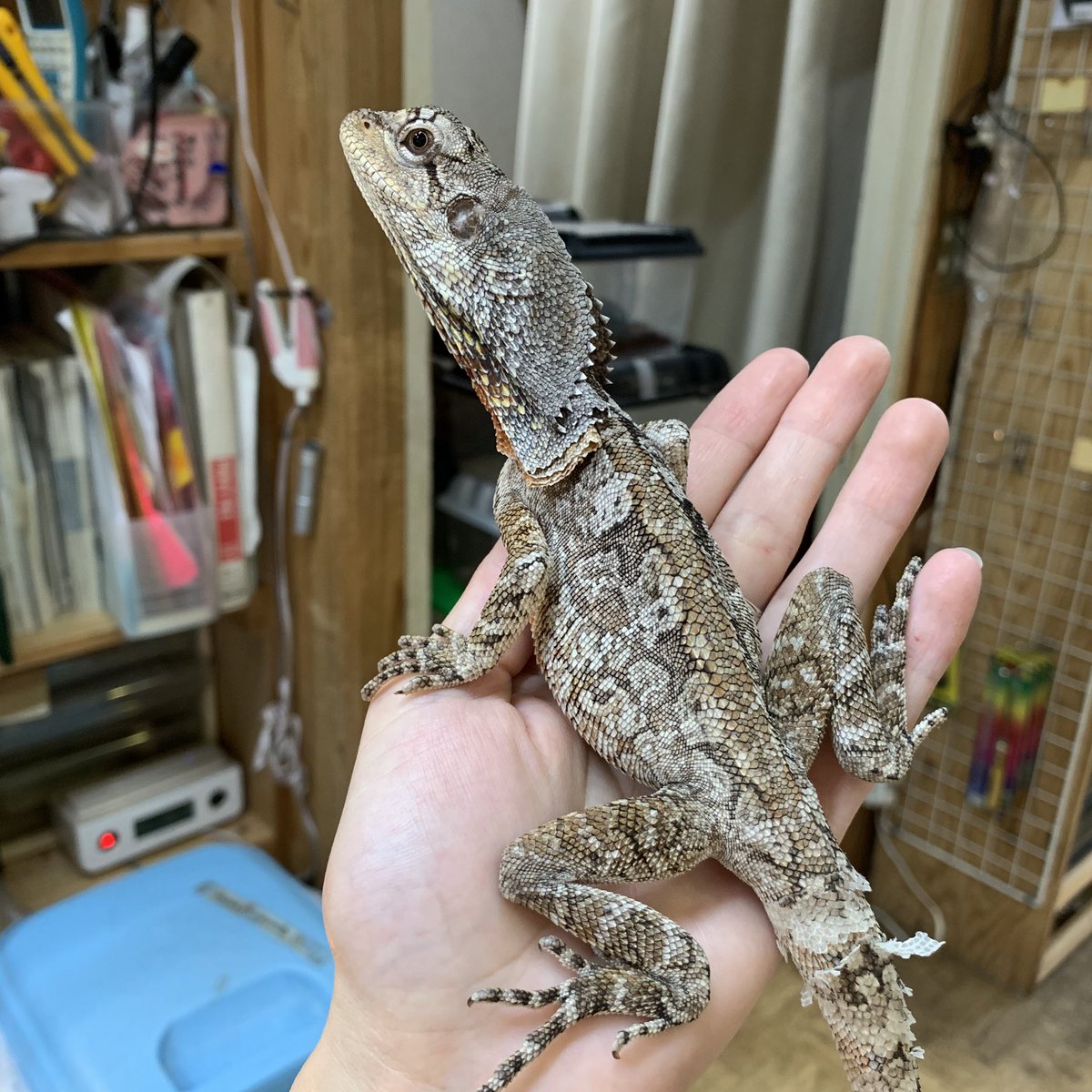 ট ইট র 爬虫類倶楽部 中野店 本アカウント ガッ クィーンズランドフォームのエリマキトカゲも入荷しております 赤が良い ট ইট র 爬虫類倶楽部 中野店 本アカウント ガッ クィーンズランドフォームのエリマキトカゲも入荷しております 赤が良い