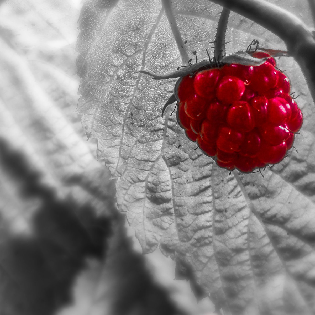 Eine Himbeere am Himbeerstrauch