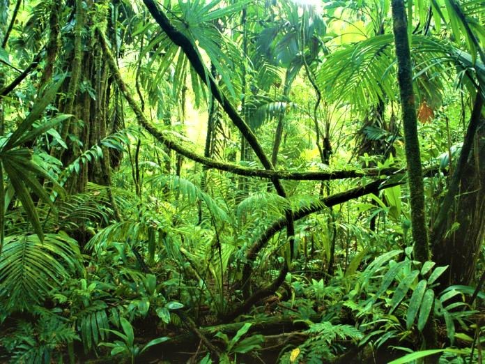 WataliiSafaris's tweet image. We join the world in celebrating #WorldRainforestDay. This day was launched to raise awareness and encourage action to protect the world’s rainforests. Follow this link for more: worldrainforestday.com
DID YOU KNOW? Deforestation causes 15% of global carbon dioxide emissions.