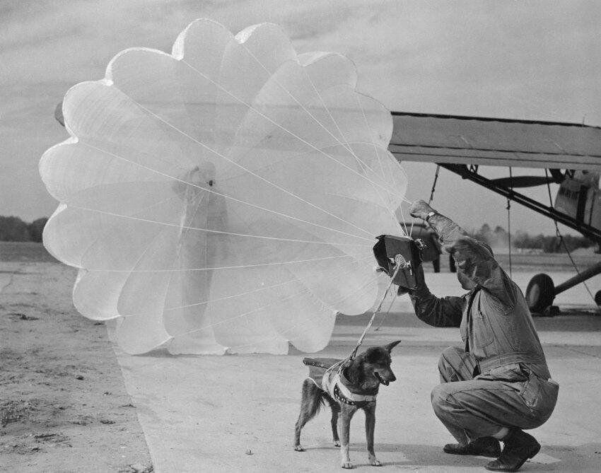 maximaxoo's tweet photo. Forgotten #History: #Britain's "Luftwoofe", heroic #paradogs of #WWII
► https://t.co/WBoXLrvy3v via @spiegelonline https://t.co/bMY0DXZf4T