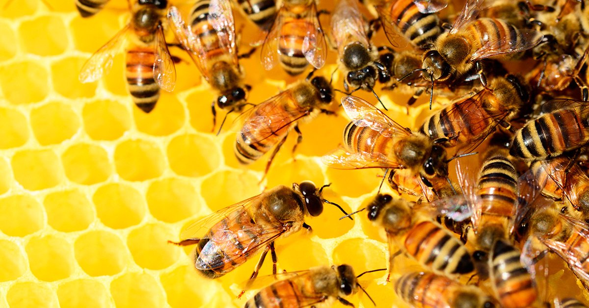 Wie gewinnt man eigentlich Honig? Erfahrt es heute und morgen auf dem Erfahrungsfeld beim Bienenfest! 🐝 go.nuernberg.de/d8084a9d