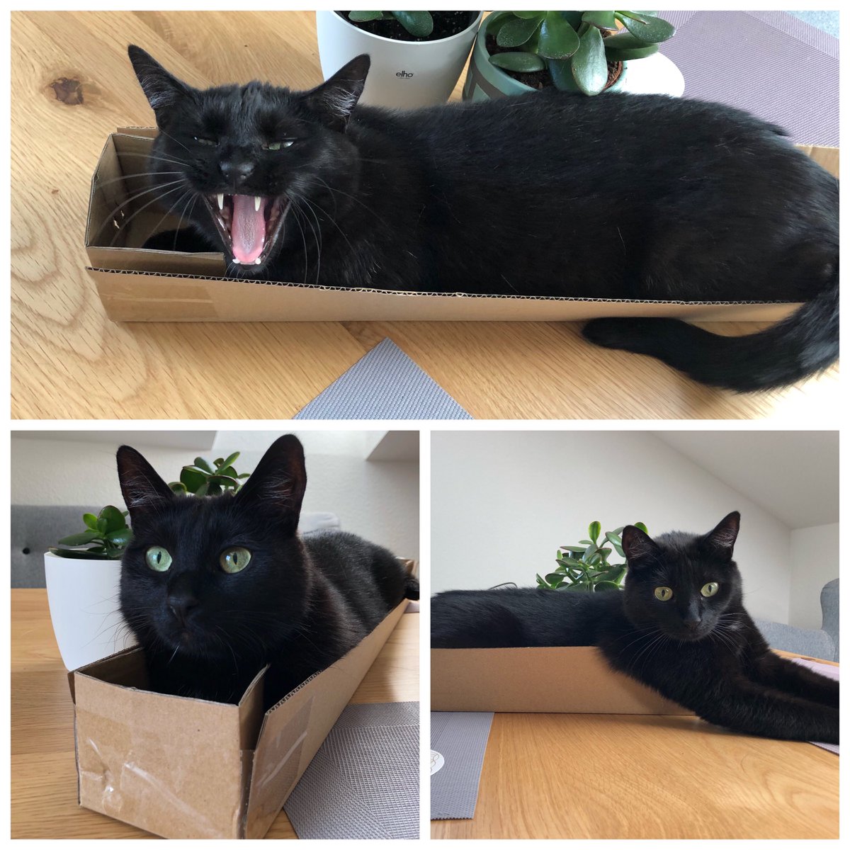 Ich bin nicht auf dem Tisch... ich bin im Karton ☝🏻 Das ist ja wohl ein Unterschied 🙄