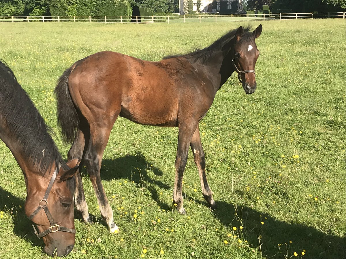 EcurieVivaldi's tweet photo. Petite visite au @HarasduQuesnay ce matin pour remercier Treasure, la maman de notre #Trésorerie (avec son foal d’Attendu) et voir Trévise, la maman de @FollowTreve, avec la propre soeur de la championne https://t.co/3GBt2BtuNs