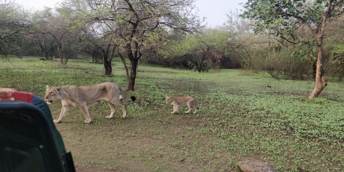 CCF Wildlife Junagadh tweet media