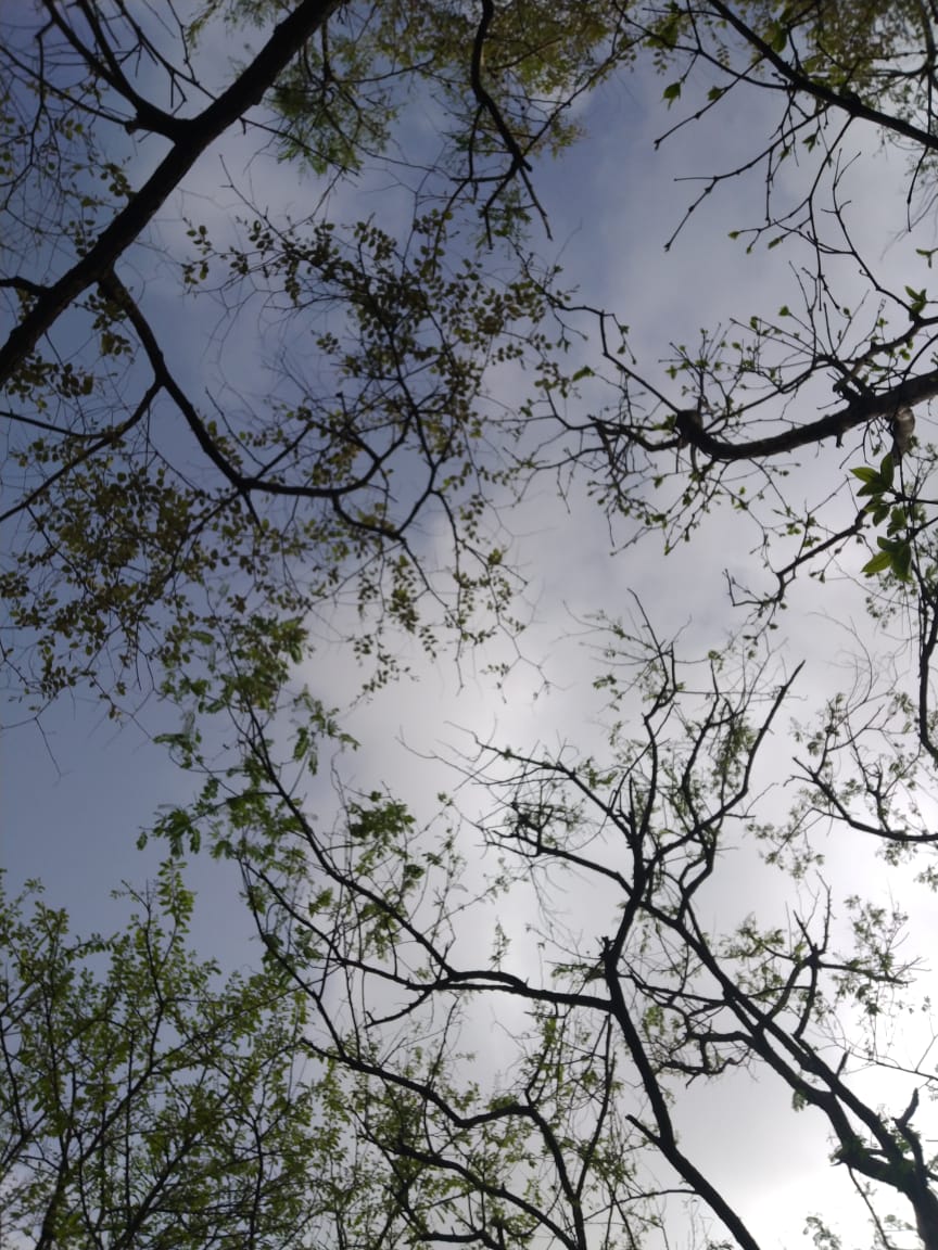 CCF Wildlife Junagadh tweet media