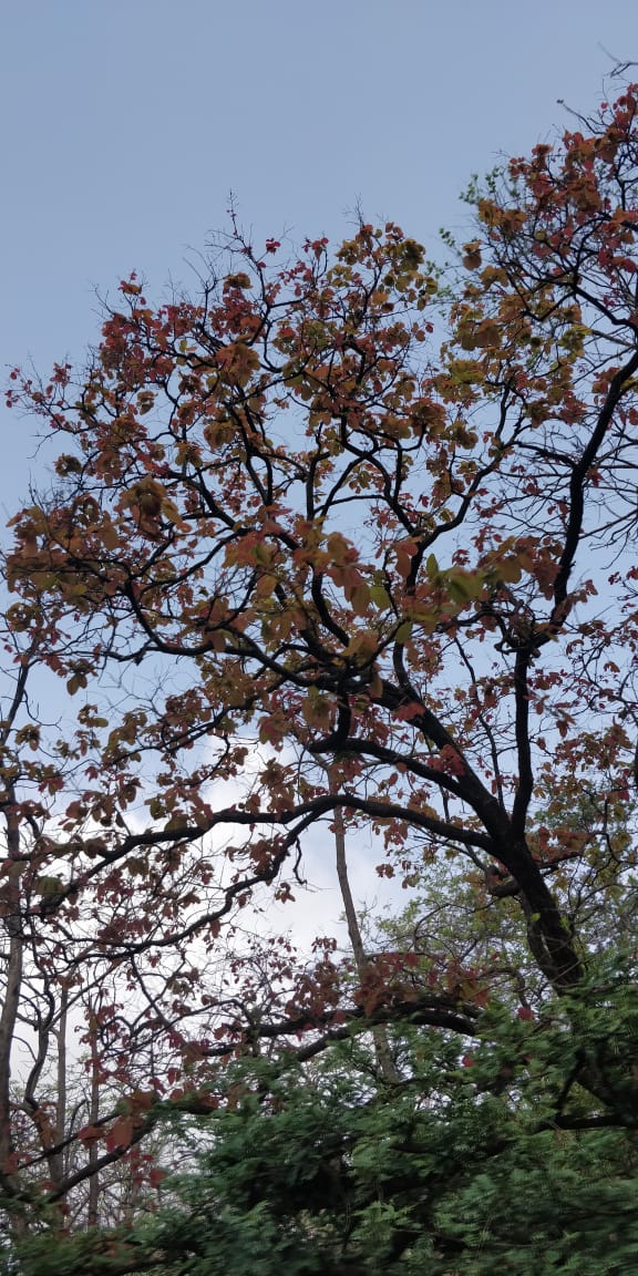 CCF Wildlife Junagadh tweet media